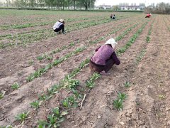 ������������μ��򣺺컨��ֲ����ʱ 